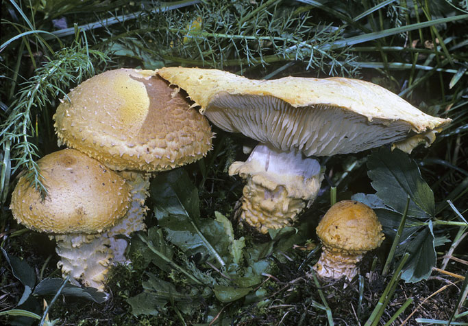 Floccularia luteovirens